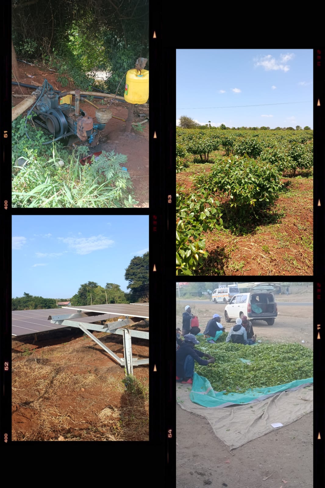 Muguka Farming in Mbeere | Solar Irrigation Systems for ASAL Areas in Kenya